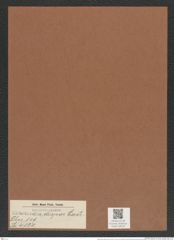 Chaetoceros dispar Castr. (de-Toni-Nr.: Genus 149, Species 4120) Zeichnungen Sammlung Grunow Mappe 04125 (Herbarium_W_Grunow_drawings_Folder_04125)